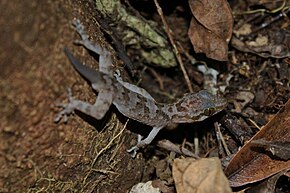 Descrição da imagem Cyrtodactylus annulatus (6206373273) .jpg.