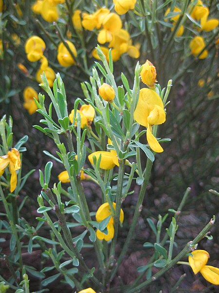 File:Cytisus oromediterraneus IMG 2926.jpg