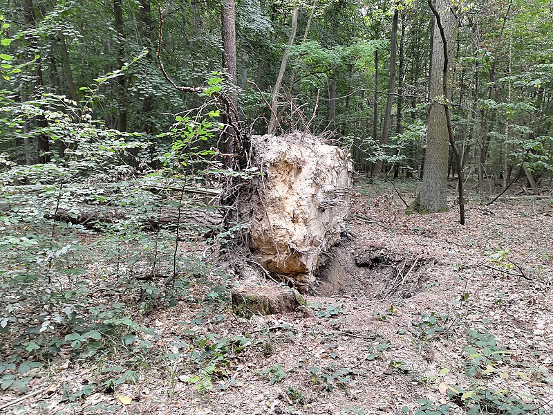 File:Dölauer Heide 7.jpg