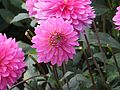 Dahlia 'Ledene'