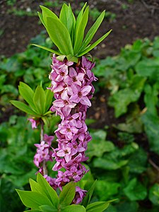 Daphne mezereum Inflorescence