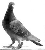 Four-year-old homing pigeon that made 15 ascents in a balloon Dark slate-coloured carrier pigeon belonging to Bernhard Floring.jpg