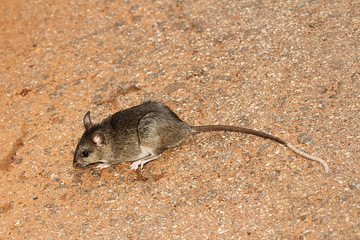 Davidraju rat2