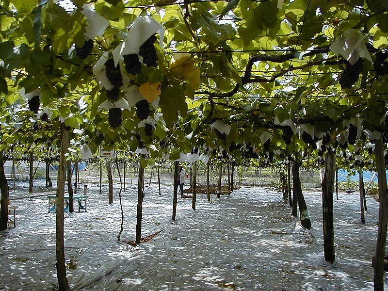 File:Delaware grape vines.jpg