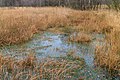 * Nomination Delleboersterheide – Catspoele Nature of It Fryske Gea. Swampy banks of Cats Poele. --Famberhorst 16:18, 14 January 2016 (UTC) * Promotion Good quality. --Johann Jaritz 17:05, 14 January 2016 (UTC)