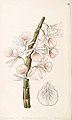 Dendrobium polyanthum (as syn. Dendrobium cretaceum) plate 62 in: Edwards's Bot. Register (Orchidaceae), vol. 33, (1847)
