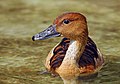 Fulvous whistling duck