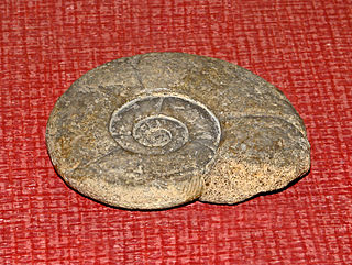 <i>Puzosia</i> Genus of molluscs (fossil)