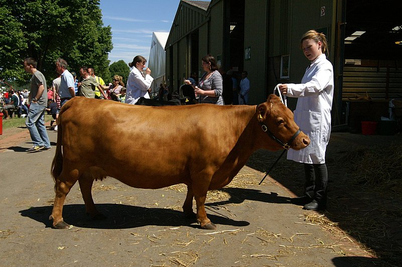 File:Dexter cow, Three Counties Show.jpg