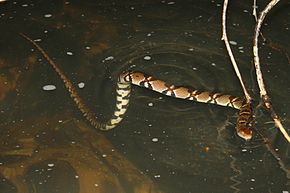 Descripción de la imagen Serpiente de agua con espalda de diamante (Autreatrix aequifasciata) 環 紋 游 蛇 .jpg.