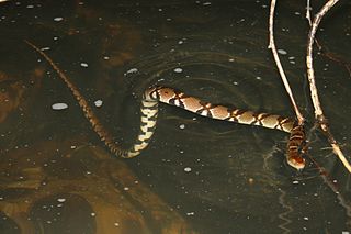 <i>Trimerodytes aequifasciatus</i> Species of snake