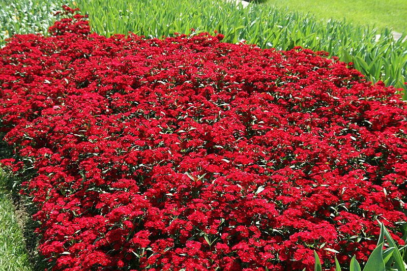 File:Dianthus chinensis Telstar Crimson 5zz.jpg