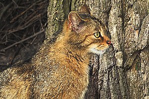 European Wildcat in front of the tree.