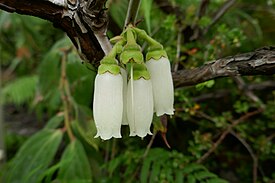 Dimorphanthera amoena