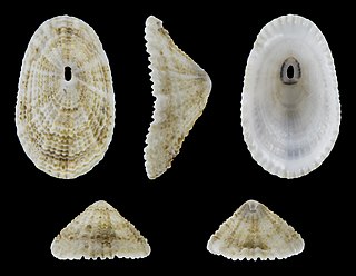 <i>Diodora graeca</i> Species of gastropod