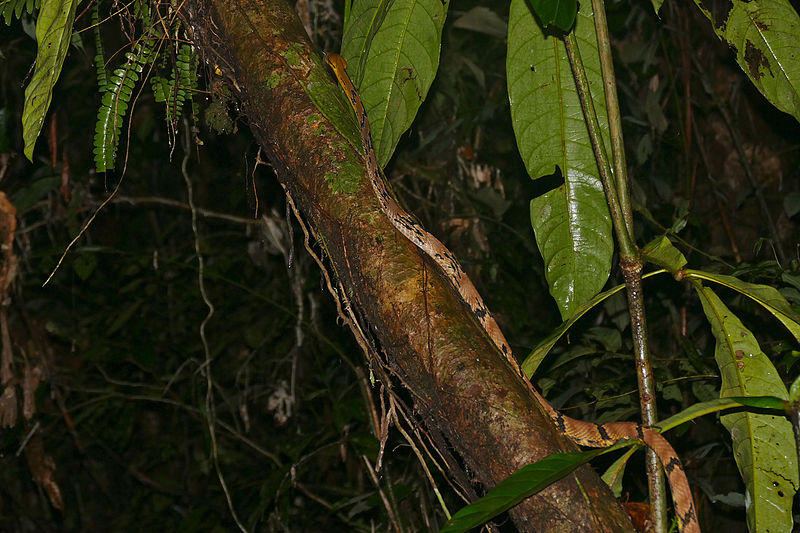 File:Dog-toothed Cat Snake (Boiga cynodon) well over 2m long, probably close to 2,5 m ... (23131991491).jpg