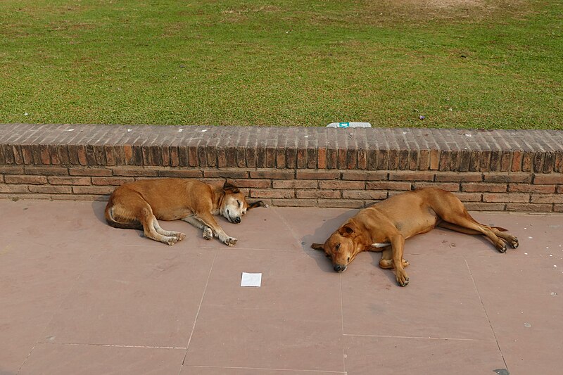 File:Dogs on the grounds of Humayun's tomb 02.jpg