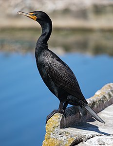 Phalacrocorax auritus (double-crested cormorant)