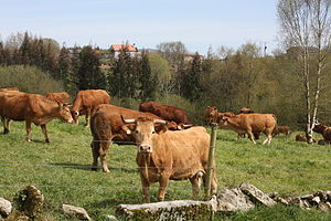 Cattle in Dozon, Galicia. Dozon, Bidueiros, A Gouxa 02-02.JPG