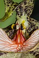 Dracula chestertonii Labellum