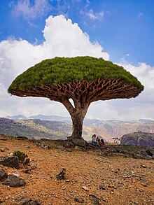 Dragonblood tree in Socotra 2.jpg