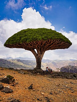 Un dragoniér de Socotra. (veré dèfenicion 4 000 × 5 328*)