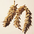 Dried wheat.jpg