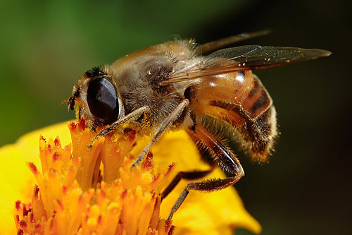 Eristalis tenax