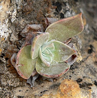<i>Dudleya arizonica</i> Species of perennial