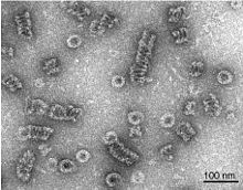 Dynamin assembled into helical polymers as visualized by negative stain electron microscopy. Dynamin assembles into spirals.jpg