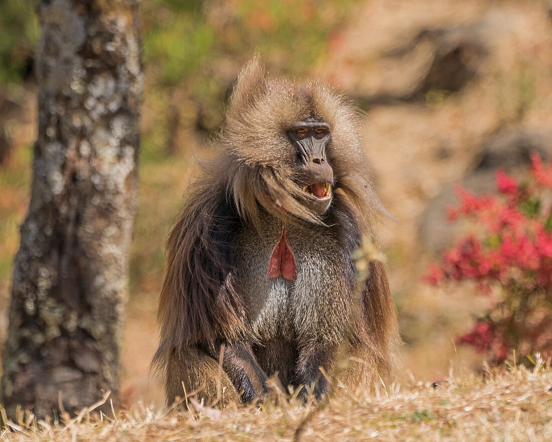 Gelada