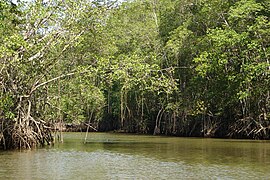 Río Cayapas y el manglar