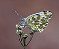 88 Eastern bath white (Pontia edusa) underside Istria uploaded by Charlesjsharp, nominated by Charlesjsharp,  18,  0,  0