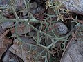 Echinophora tournefortii in Konya 2020-10-18.jpg