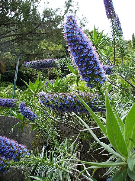 File:Echium candicans03.jpg