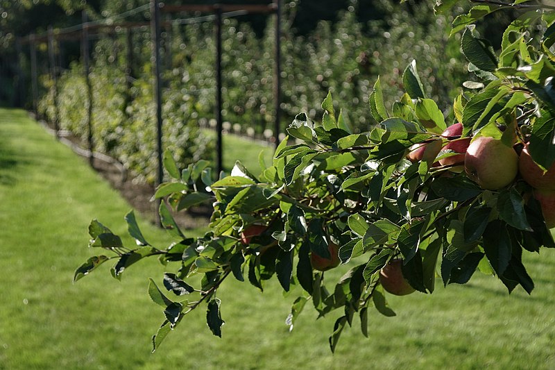 File:Egmond-Binnen. St-Adelbertabdij. Moestuin.JPG