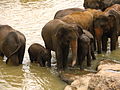 Слонята и их матери в приюте