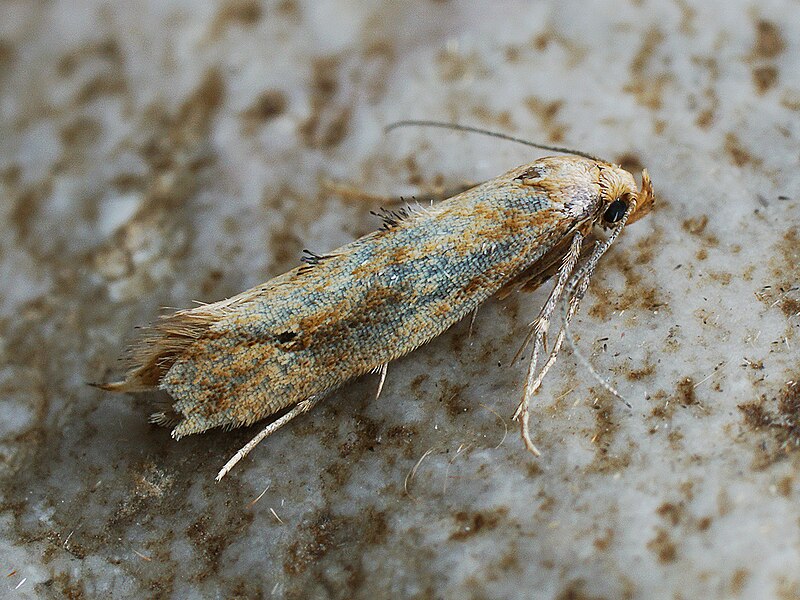 File:Epermenia ?illigerella (28955282187).jpg