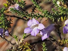 Eremophila exilifolia (yapraklar ve çiçekler) .jpg