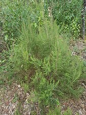 Erica arborea (Bruyère arborescente)