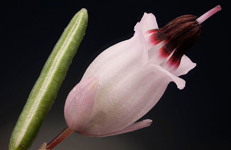 File:Erica carnea close-up.jpg