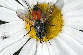 <i>Eriothrix</i> Genus of flies