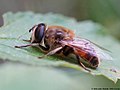 Eristalis tenax (Linnaeus, 1758)