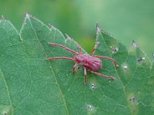 Erythraeidae sp. 01.JPG