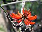 Erythrina stricta flower.jpg