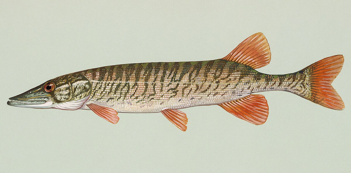 Redfin pickerel - Wikipedia