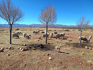 Jujuy El Cóndor: Geografía, Población, Flora y Fauna