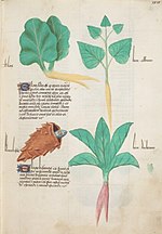 Miniatuur voor Bestand:Estense alfa.l.09.28, f.029r.jpg