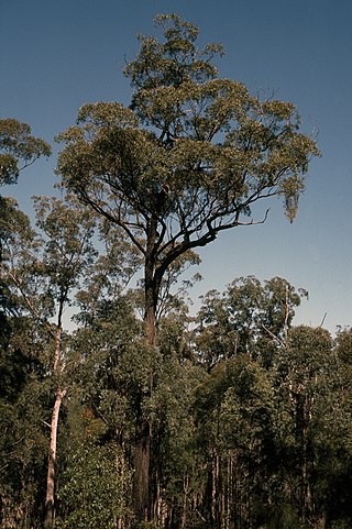 <i>Eucalyptus melanoleuca</i> Species of eucalyptus