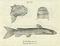 Miniatura para Euchilichthys